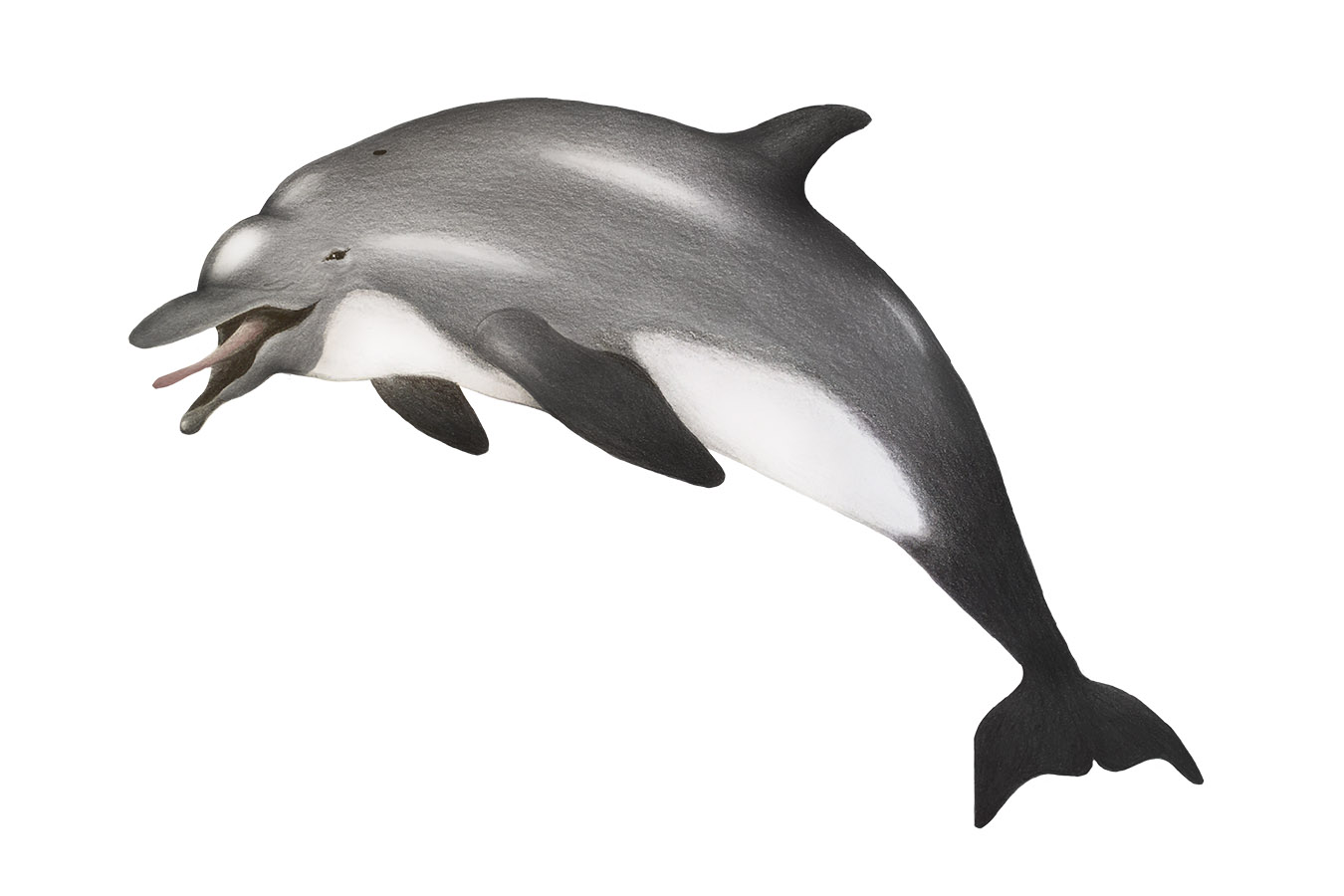 Ilustraciones Flora y Fauna – Fundación Áreas Protegidas