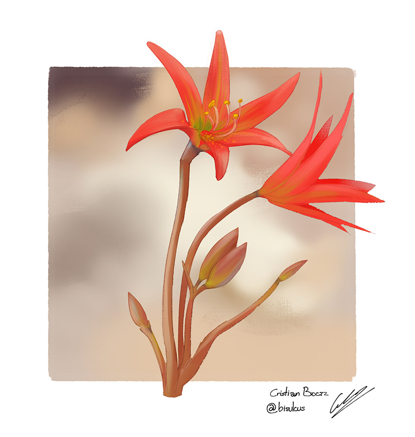 Ilustraciones Flora y Fauna – Fundación Áreas Protegidas