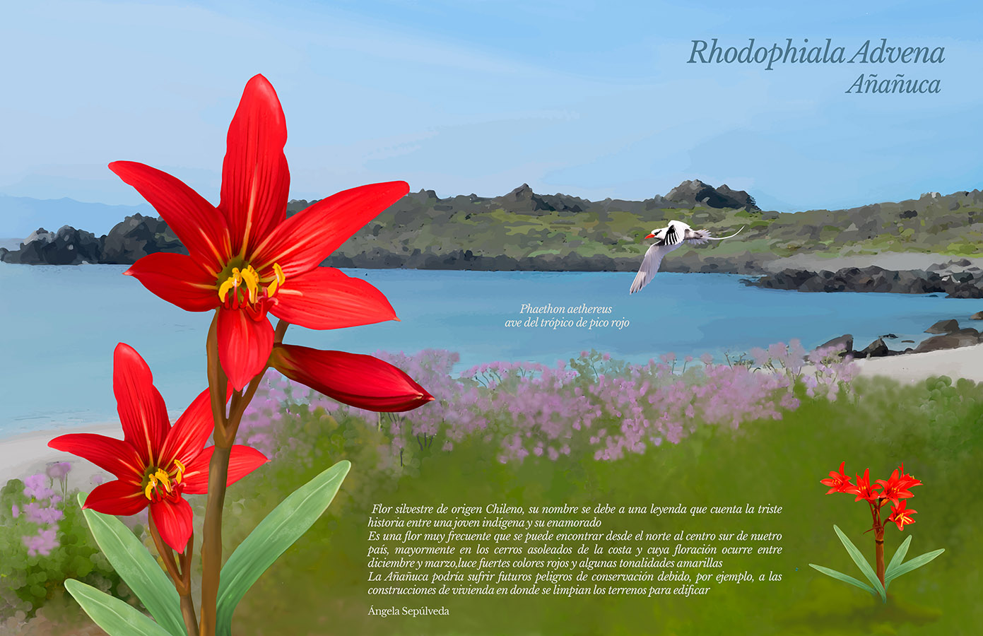 Ilustraciones Flora y Fauna – Fundación Áreas Protegidas