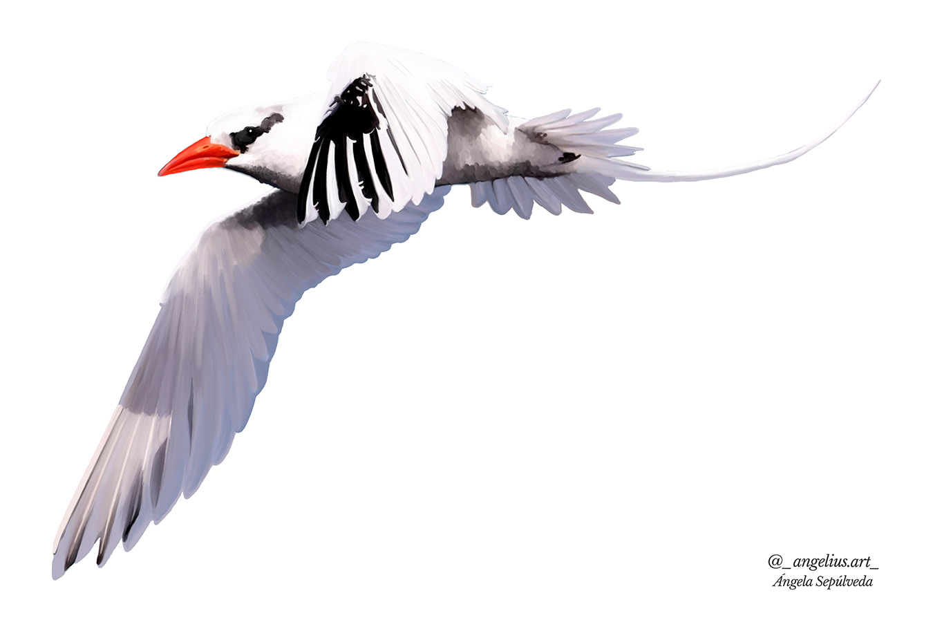 Ilustraciones Flora y Fauna – Fundación Áreas Protegidas