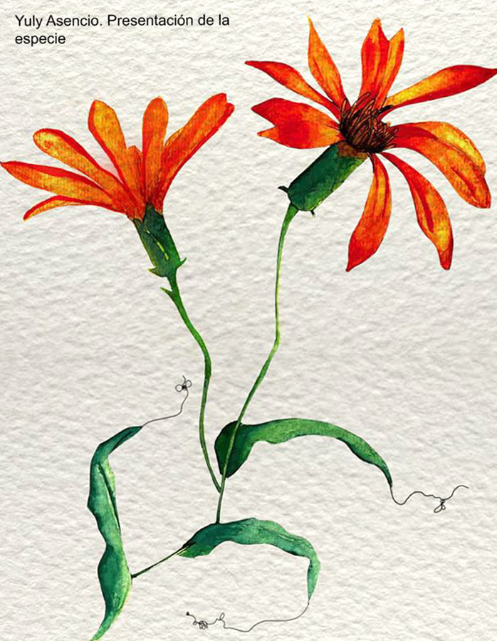 Ilustraciones Flora y Fauna – Fundación Áreas Protegidas