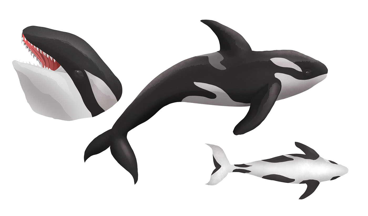 Ilustraciones Flora y Fauna – Fundación Áreas Protegidas