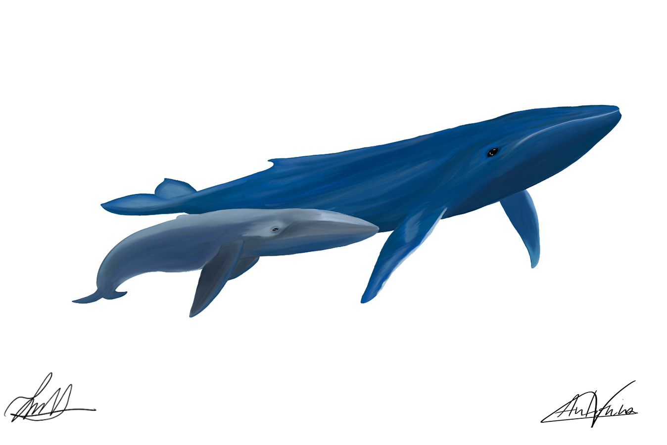 Ilustraciones Flora y Fauna – Fundación Áreas Protegidas