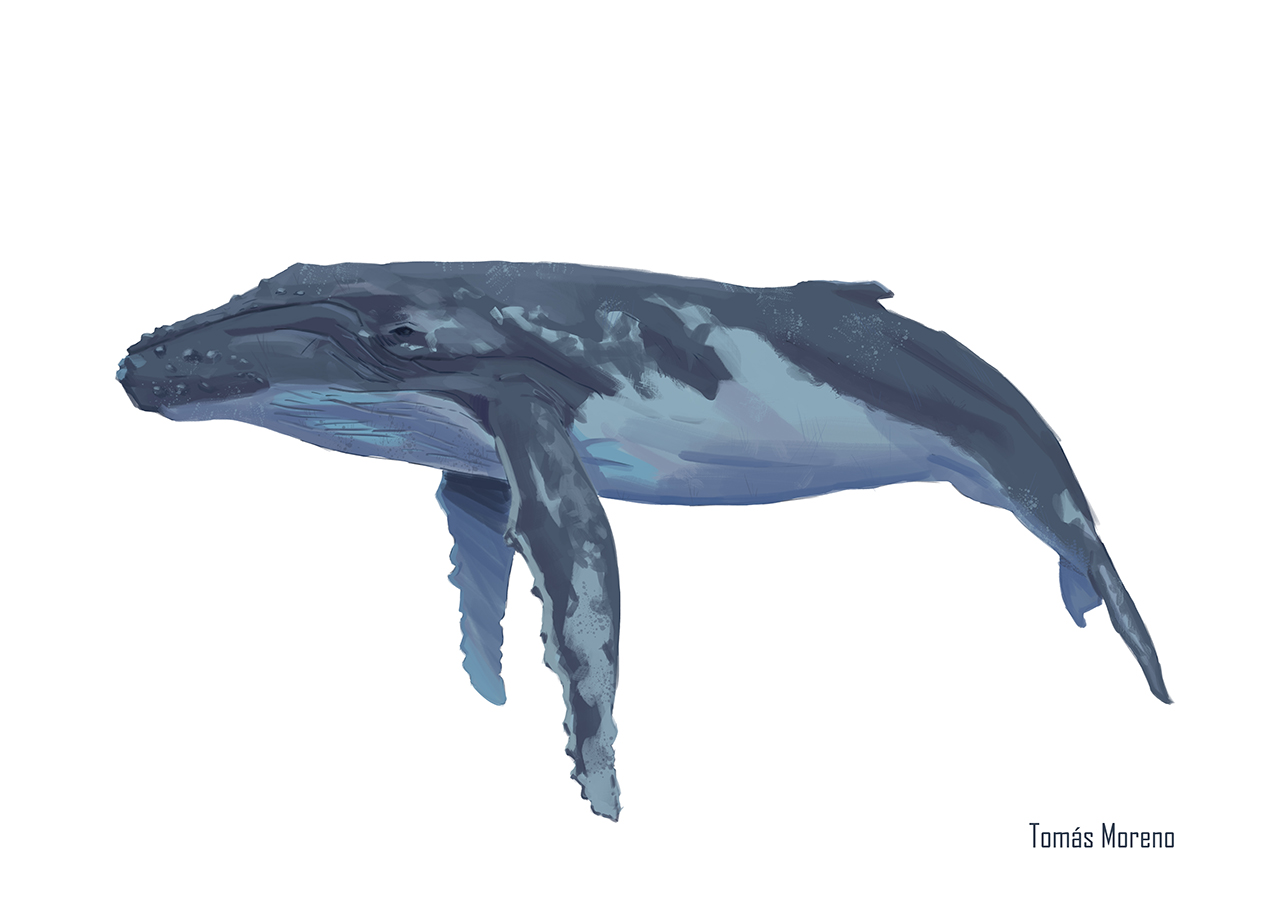 Ilustraciones Flora y Fauna – Fundación Áreas Protegidas