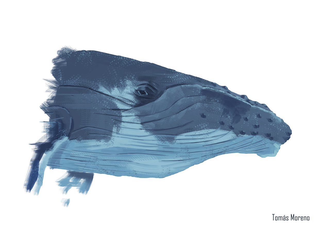 Ilustraciones Flora y Fauna – Fundación Áreas Protegidas