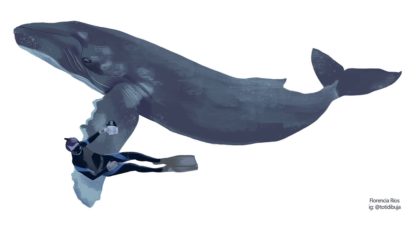 Ilustraciones Flora y Fauna – Fundación Áreas Protegidas