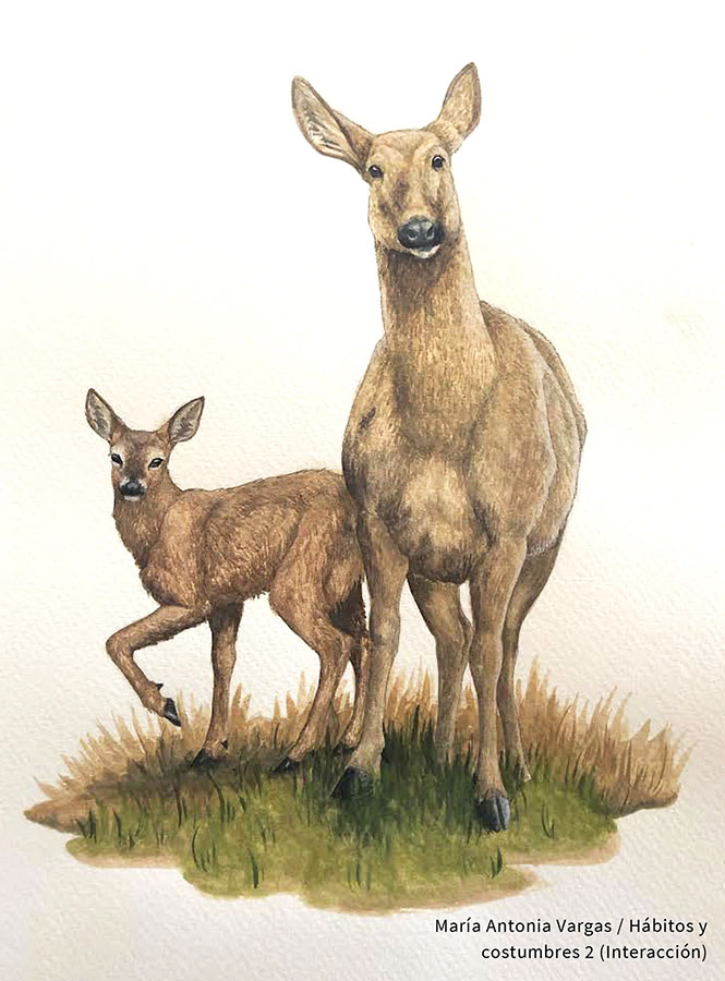 Ilustraciones Flora y Fauna – Fundación Áreas Protegidas