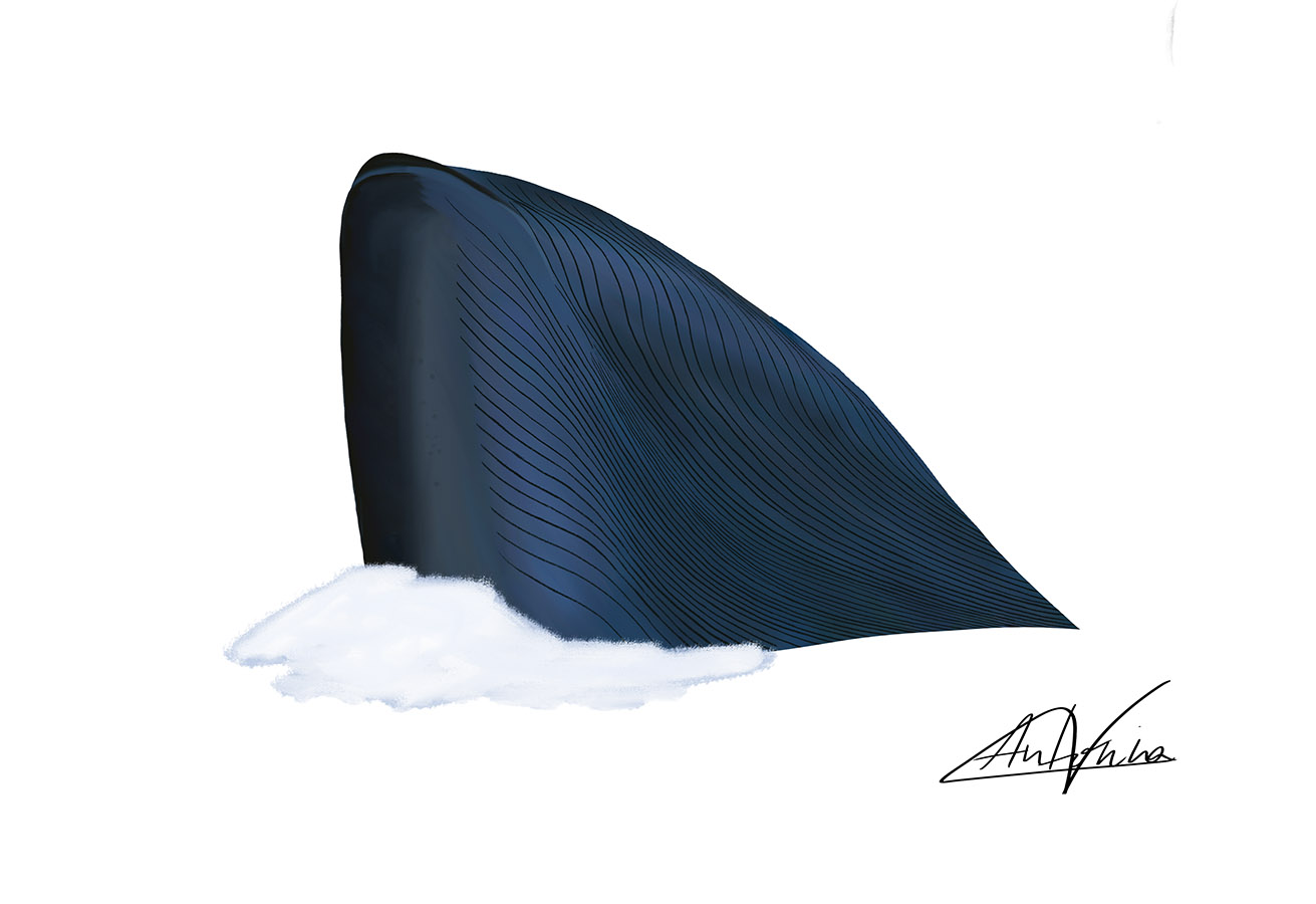 Ilustraciones Flora y Fauna – Fundación Áreas Protegidas