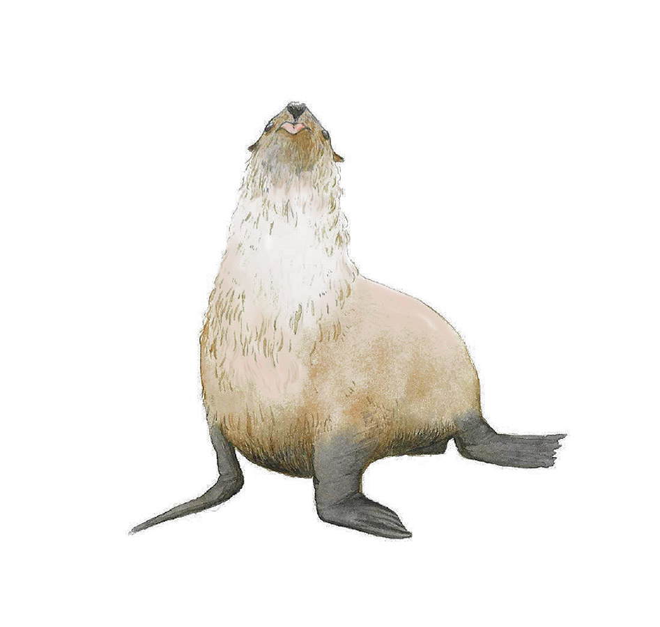 Ilustraciones Flora y Fauna – Fundación Áreas Protegidas