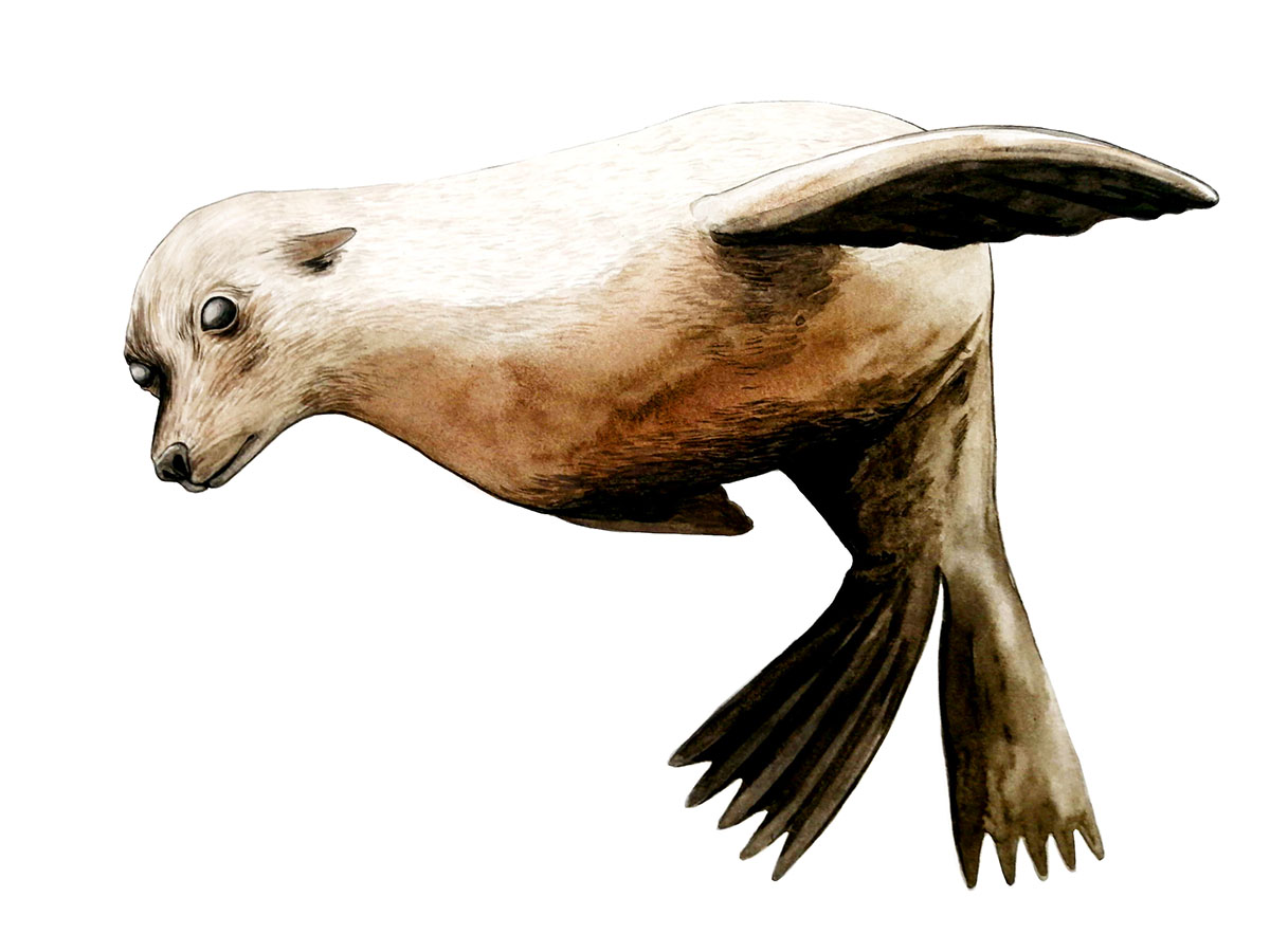 Ilustraciones Flora y Fauna – Fundación Áreas Protegidas