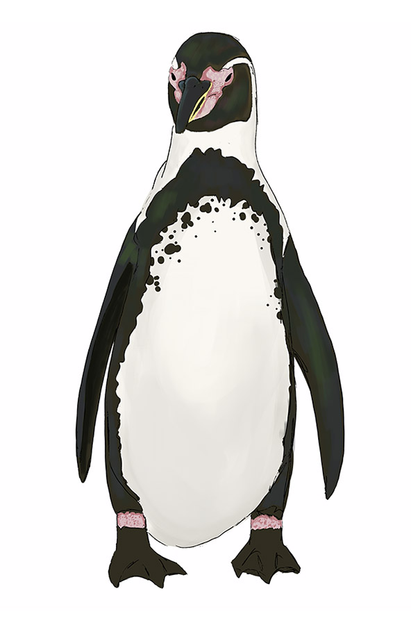 Ilustraciones Flora y Fauna – Fundación Áreas Protegidas