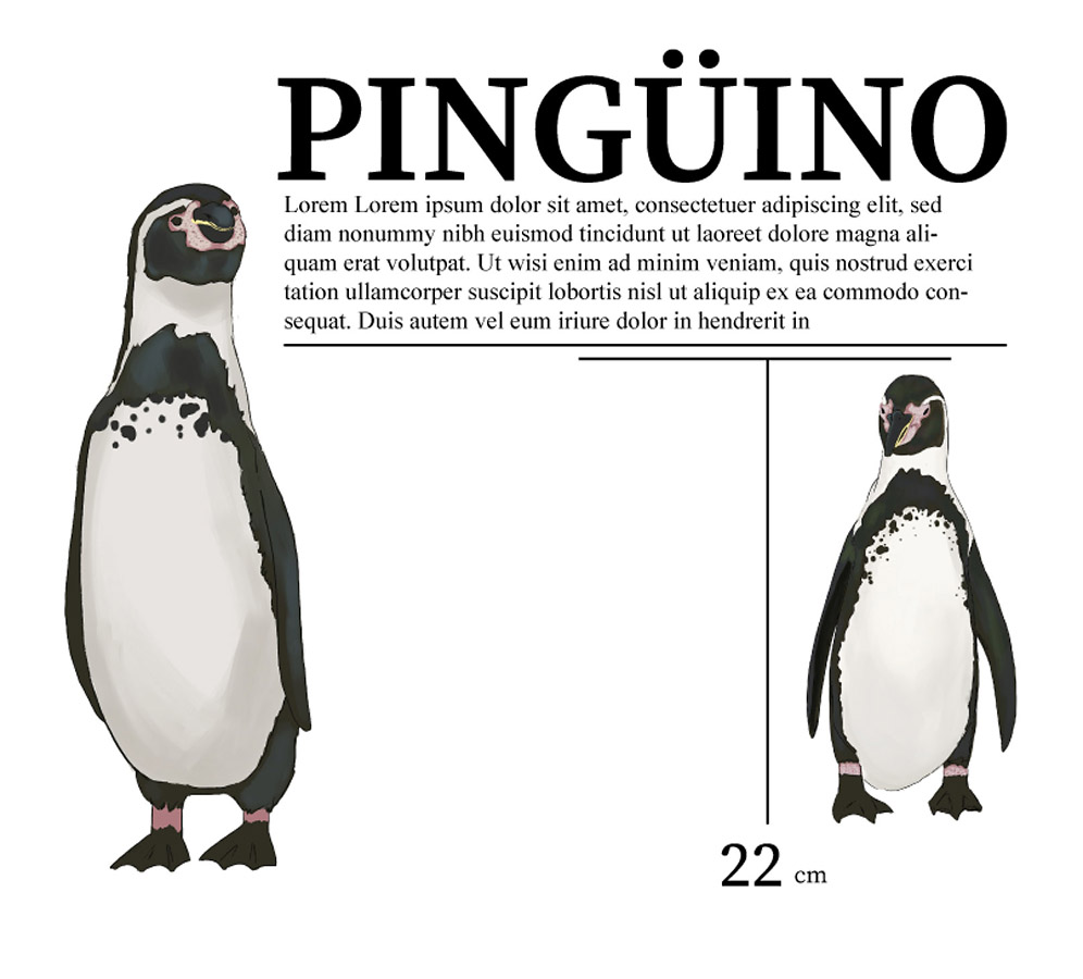 Ilustraciones Flora y Fauna – Fundación Áreas Protegidas