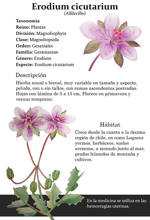 Ilustraciones Flora y Fauna – Fundación Áreas Protegidas