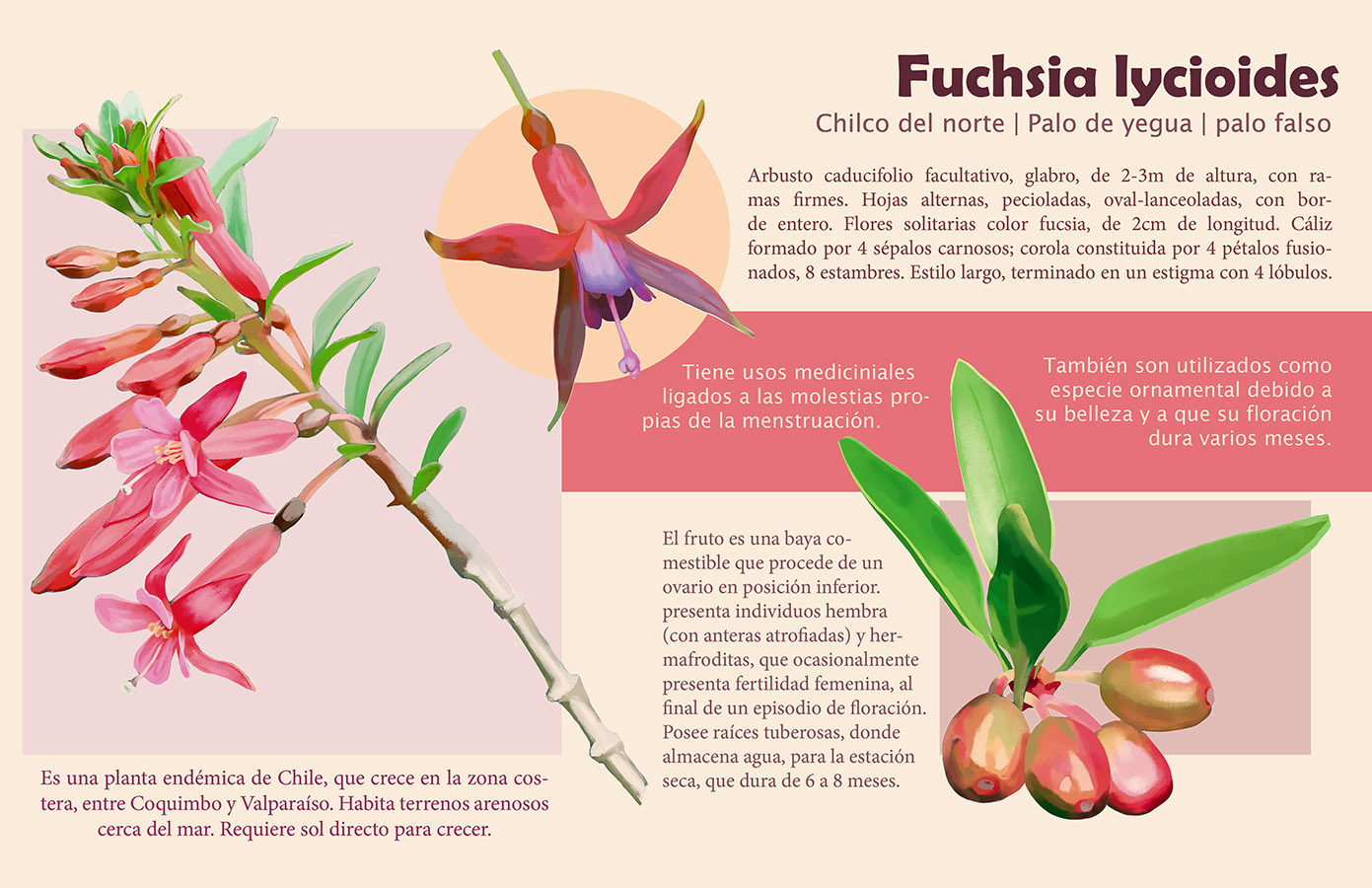 Ilustraciones Flora y Fauna – Fundación Áreas Protegidas