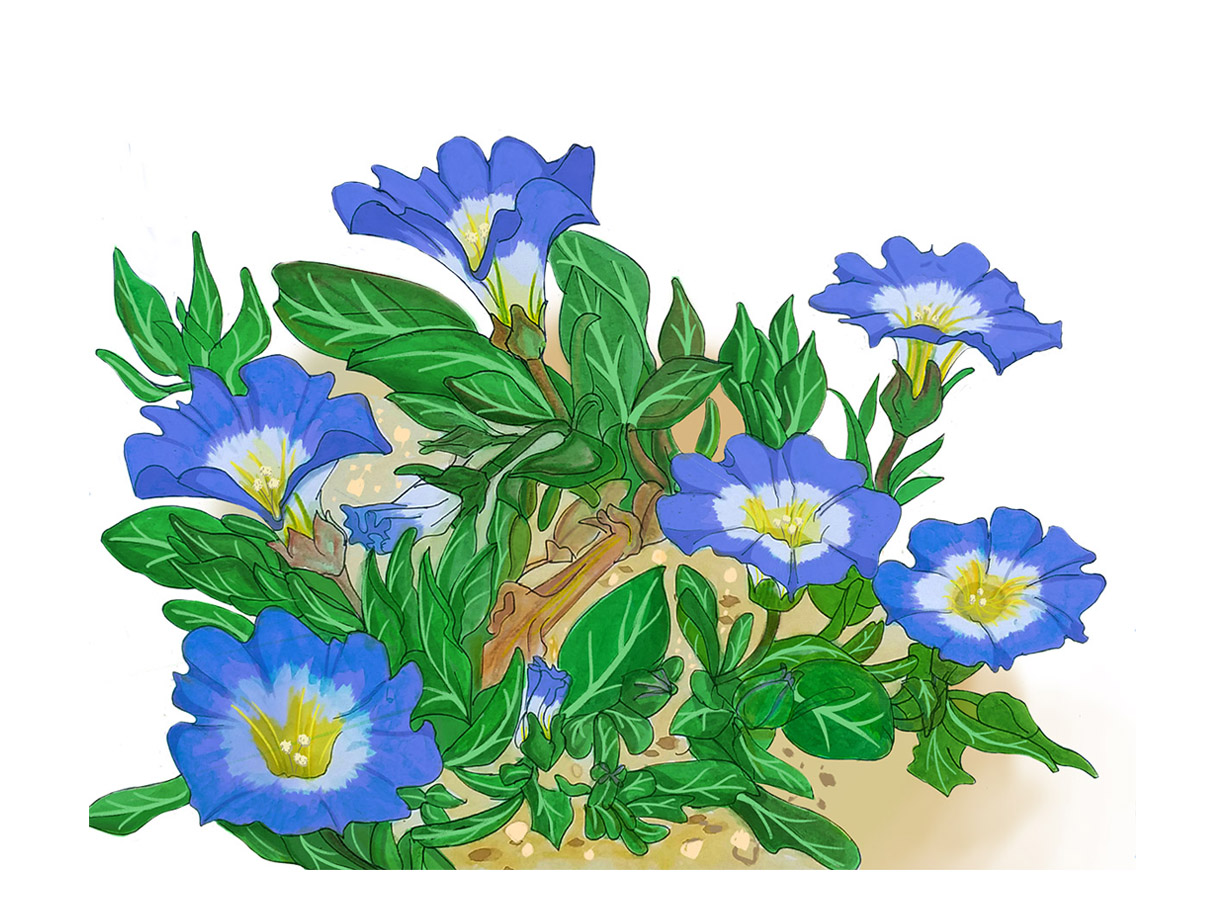 Ilustraciones Flora y Fauna – Fundación Áreas Protegidas