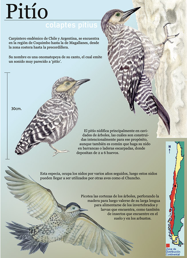 Ilustraciones Flora y Fauna – Fundación Áreas Protegidas