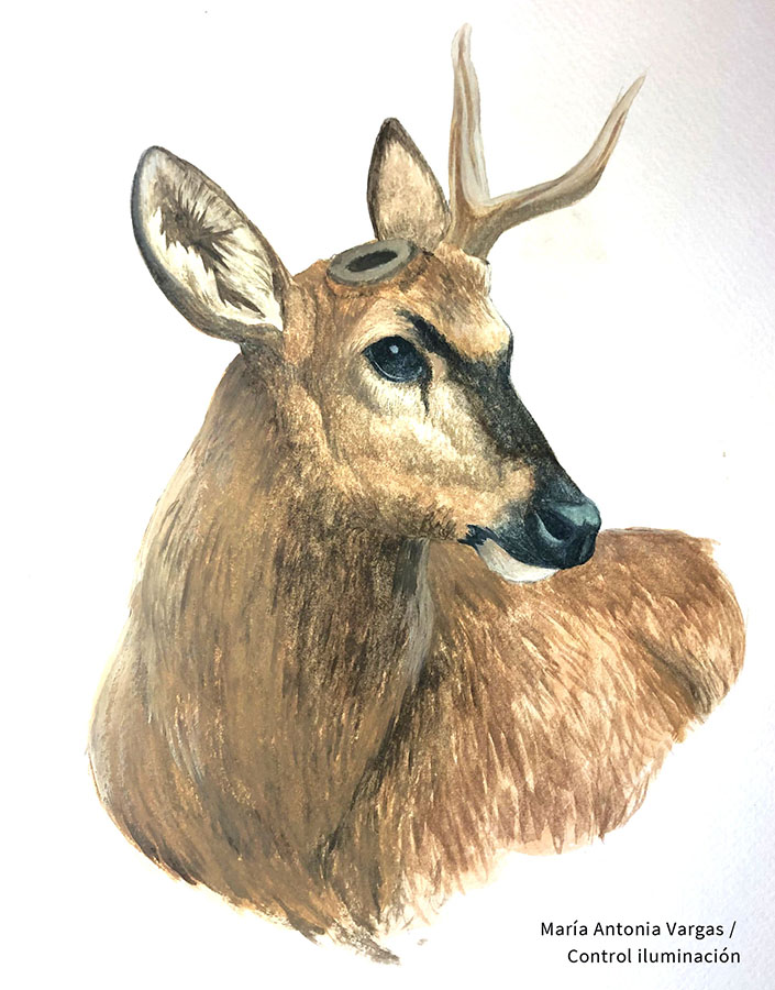 Ilustraciones Flora y Fauna – Fundación Áreas Protegidas