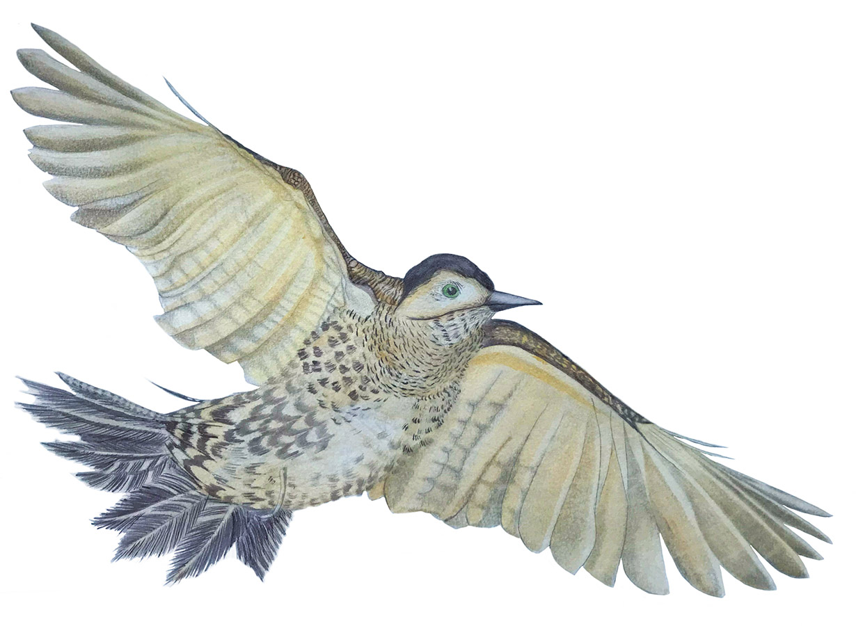 Ilustraciones Flora y Fauna – Fundación Áreas Protegidas