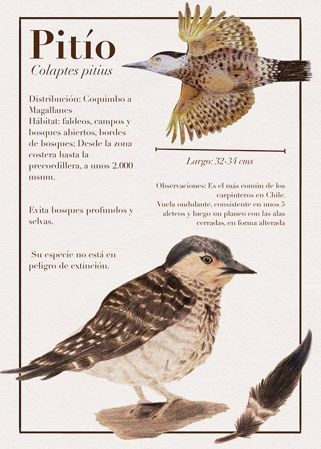 Ilustraciones Flora y Fauna – Fundación Áreas Protegidas
