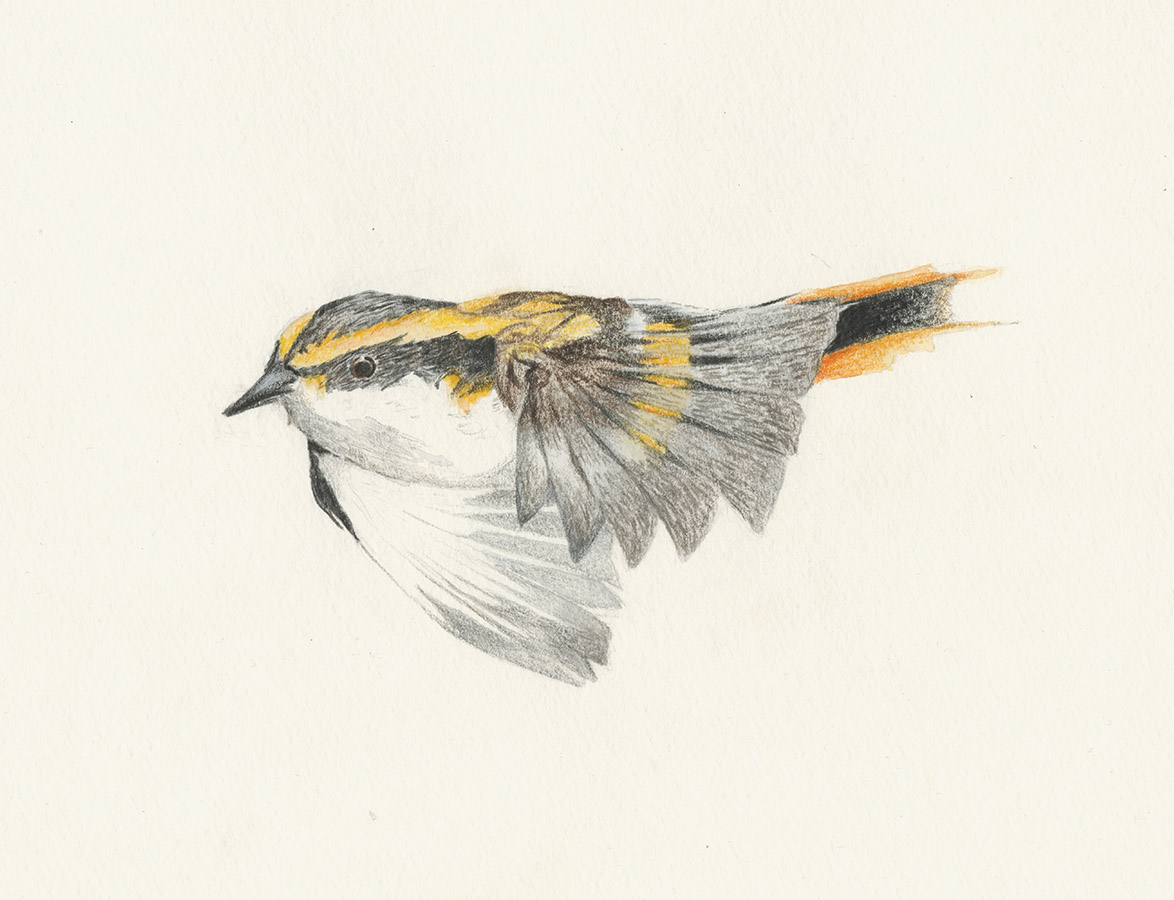 Ilustraciones Flora y Fauna – Fundación Áreas Protegidas