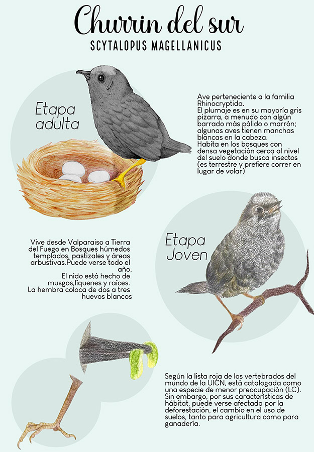Ilustraciones Flora y Fauna – Fundación Áreas Protegidas