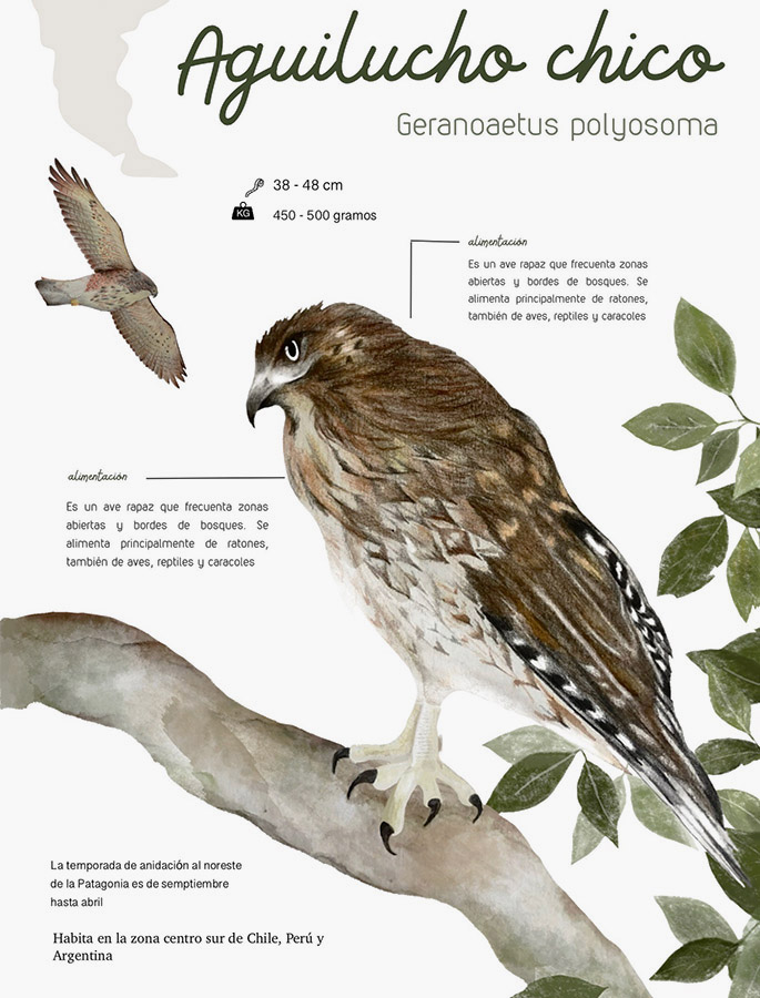 Ilustraciones Flora y Fauna – Fundación Áreas Protegidas