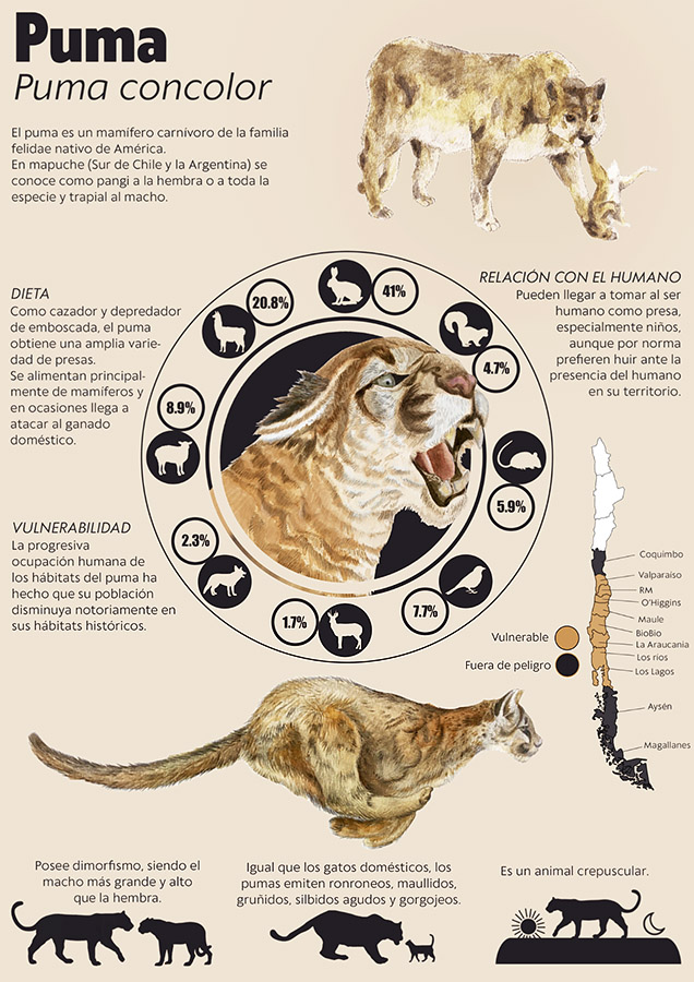 Ilustraciones Flora y Fauna – Fundación Áreas Protegidas