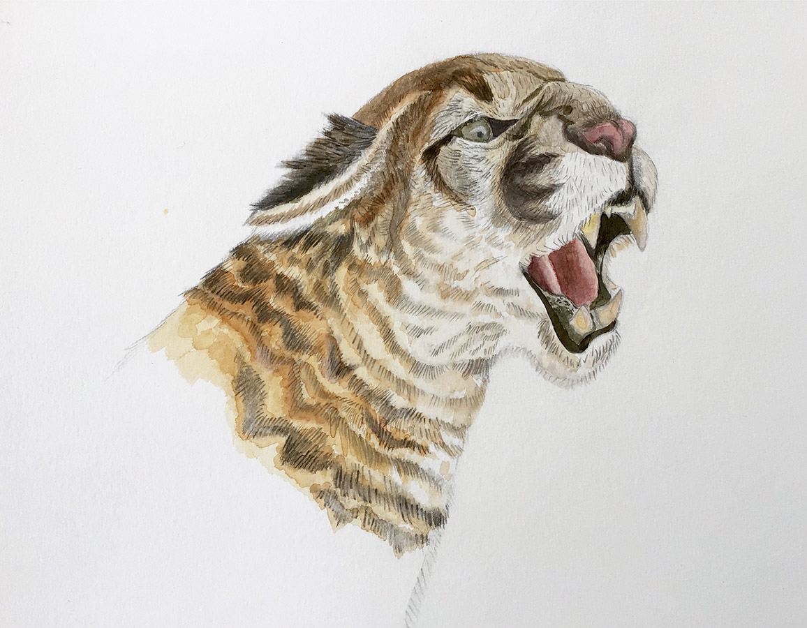 Ilustraciones Flora y Fauna – Fundación Áreas Protegidas