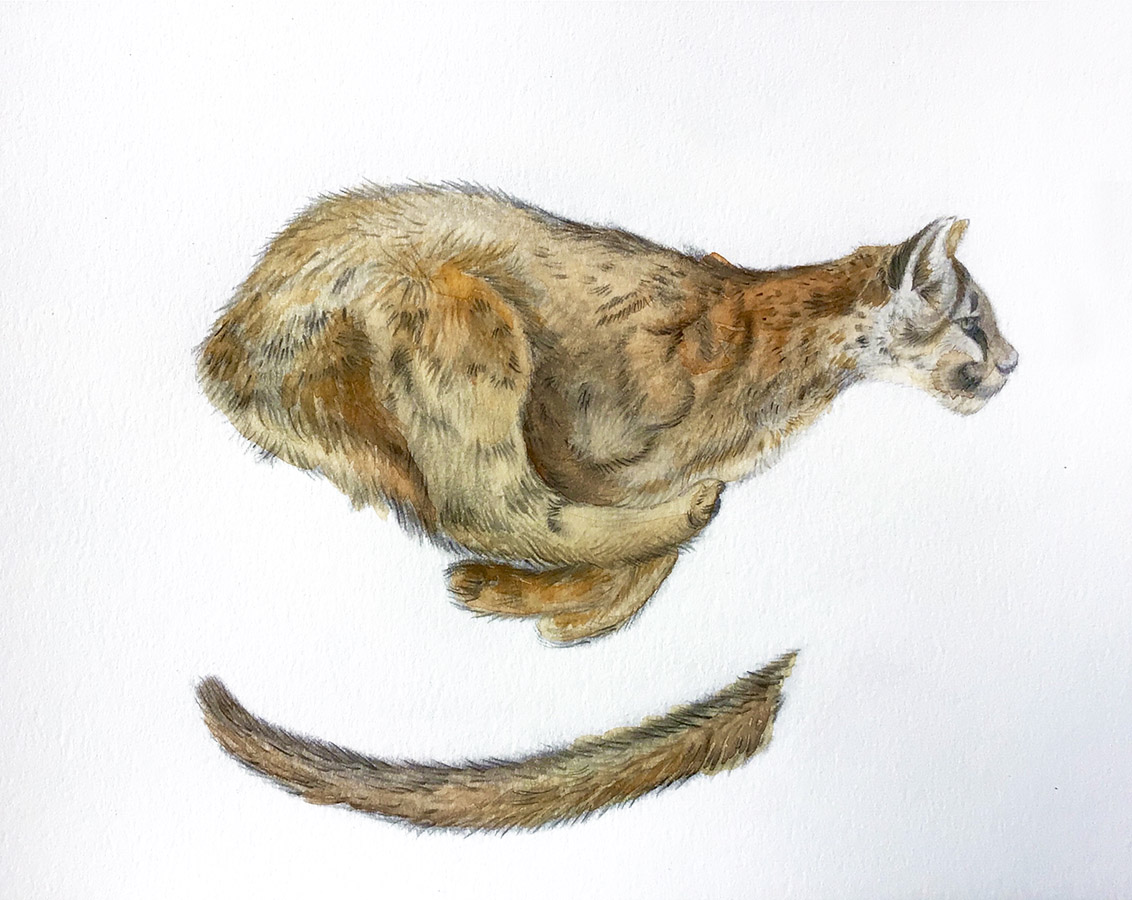 Ilustraciones Flora y Fauna – Fundación Áreas Protegidas