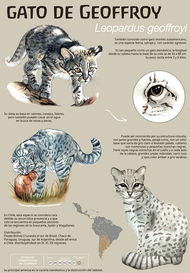 Ilustraciones Flora y Fauna – Fundación Áreas Protegidas