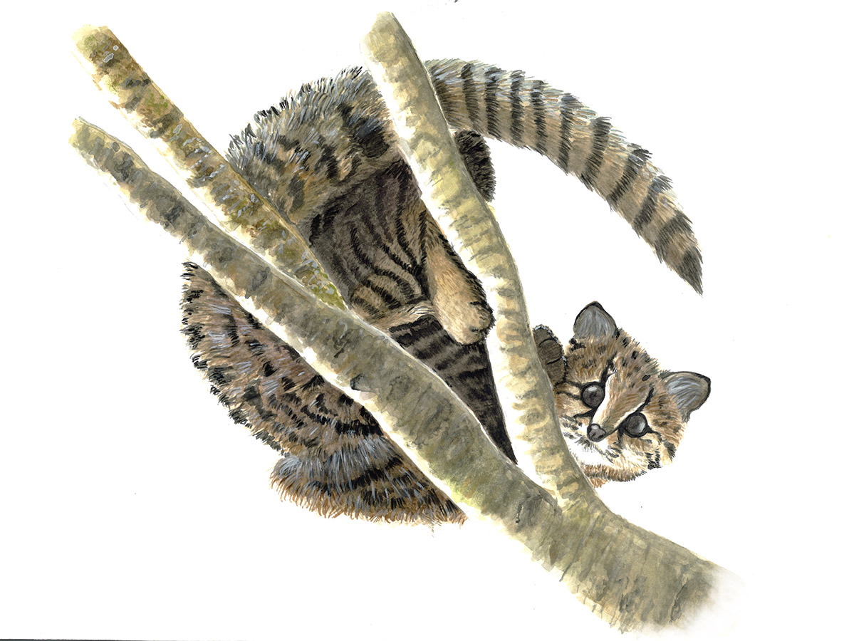 Ilustraciones Flora y Fauna – Fundación Áreas Protegidas