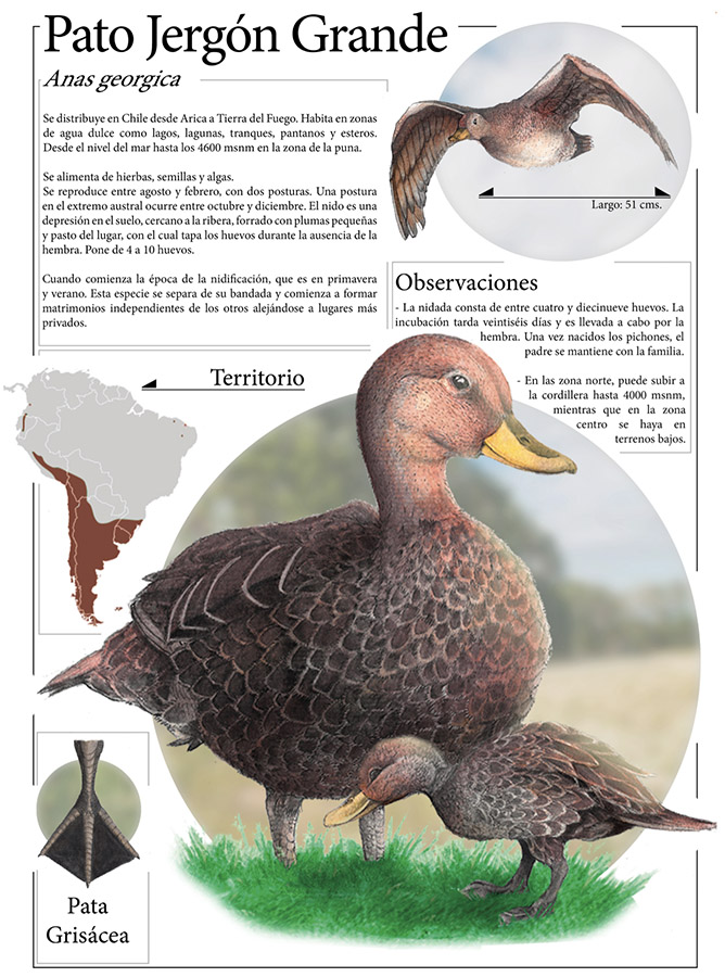 Ilustraciones Flora y Fauna – Fundación Áreas Protegidas