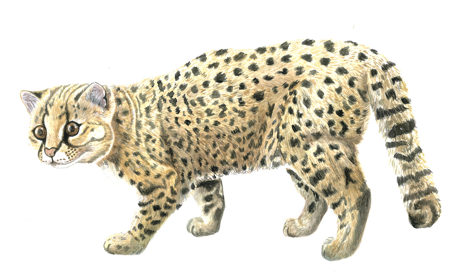 Ilustraciones Flora y Fauna – Fundación Áreas Protegidas