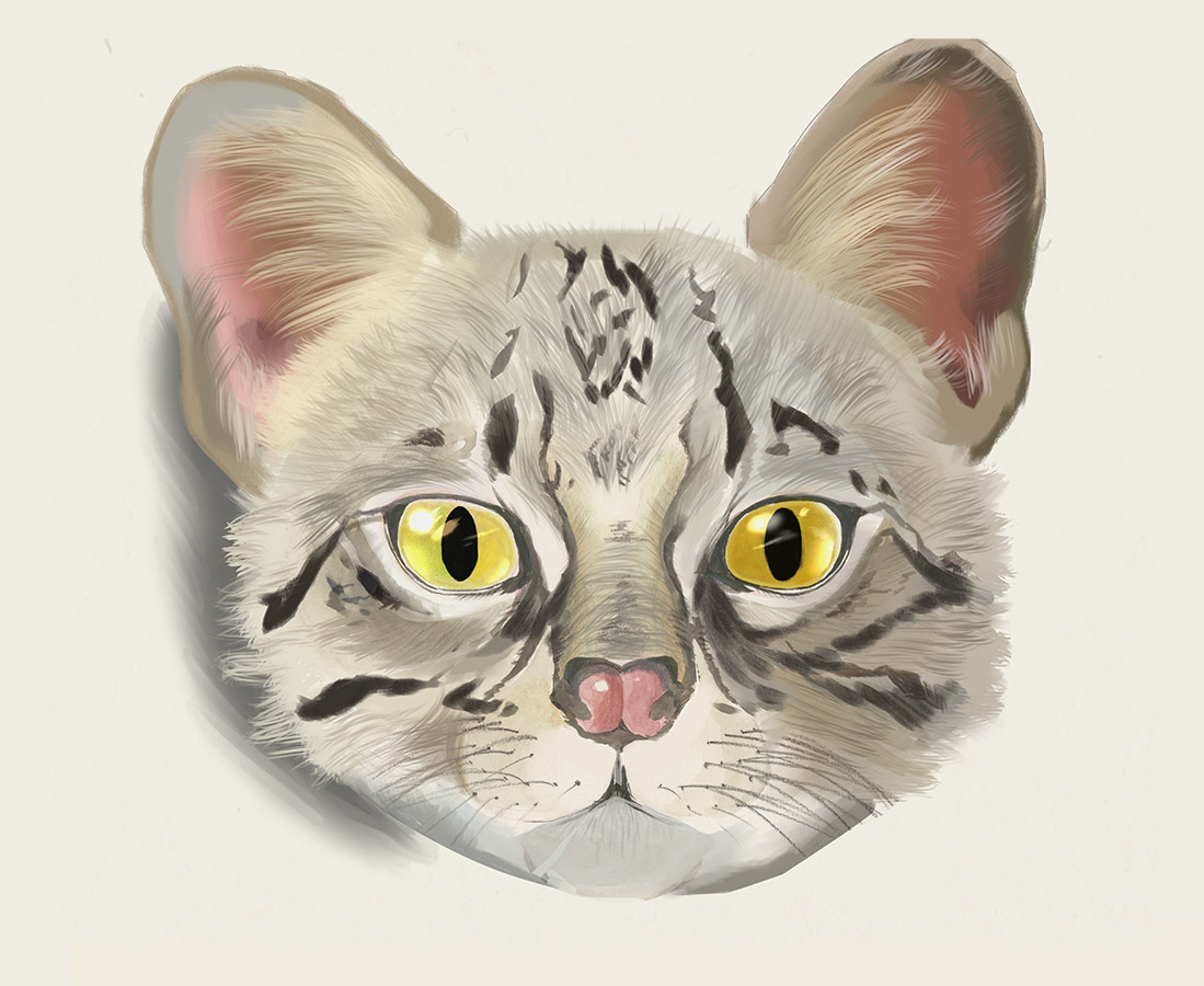 Ilustraciones Flora y Fauna – Fundación Áreas Protegidas