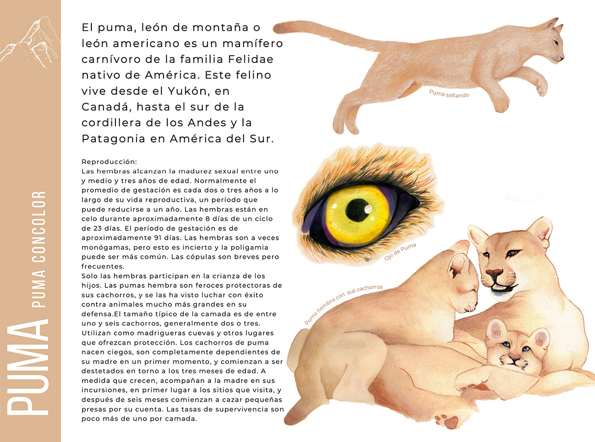 Ilustraciones Flora y Fauna – Fundación Áreas Protegidas