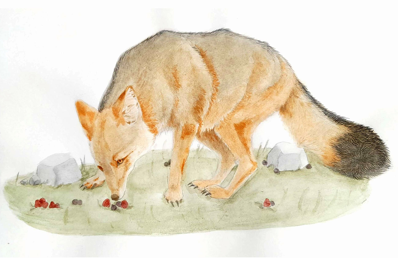 Ilustraciones Flora y Fauna – Fundación Áreas Protegidas