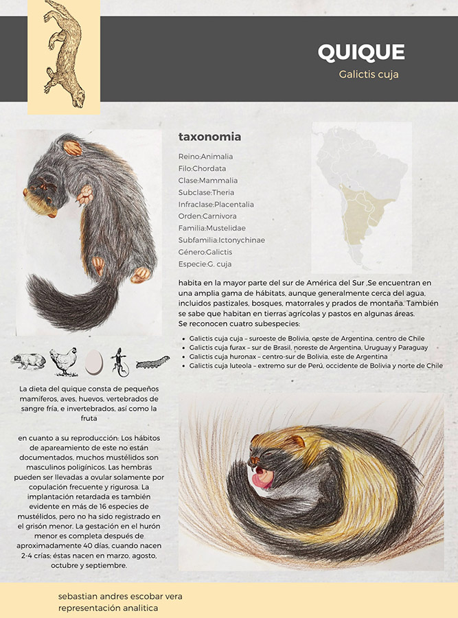 Ilustraciones Flora y Fauna – Fundación Áreas Protegidas