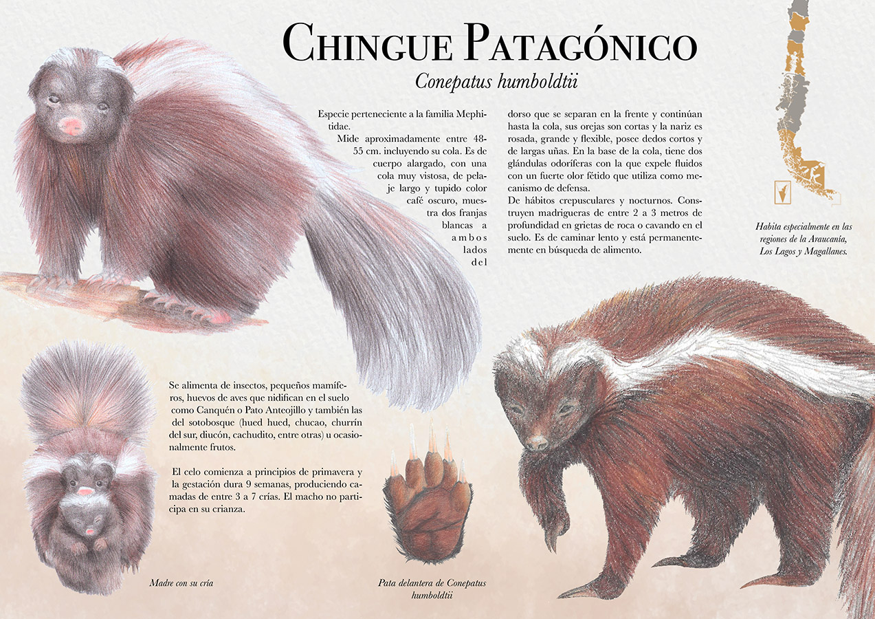 Ilustraciones Flora y Fauna – Fundación Áreas Protegidas