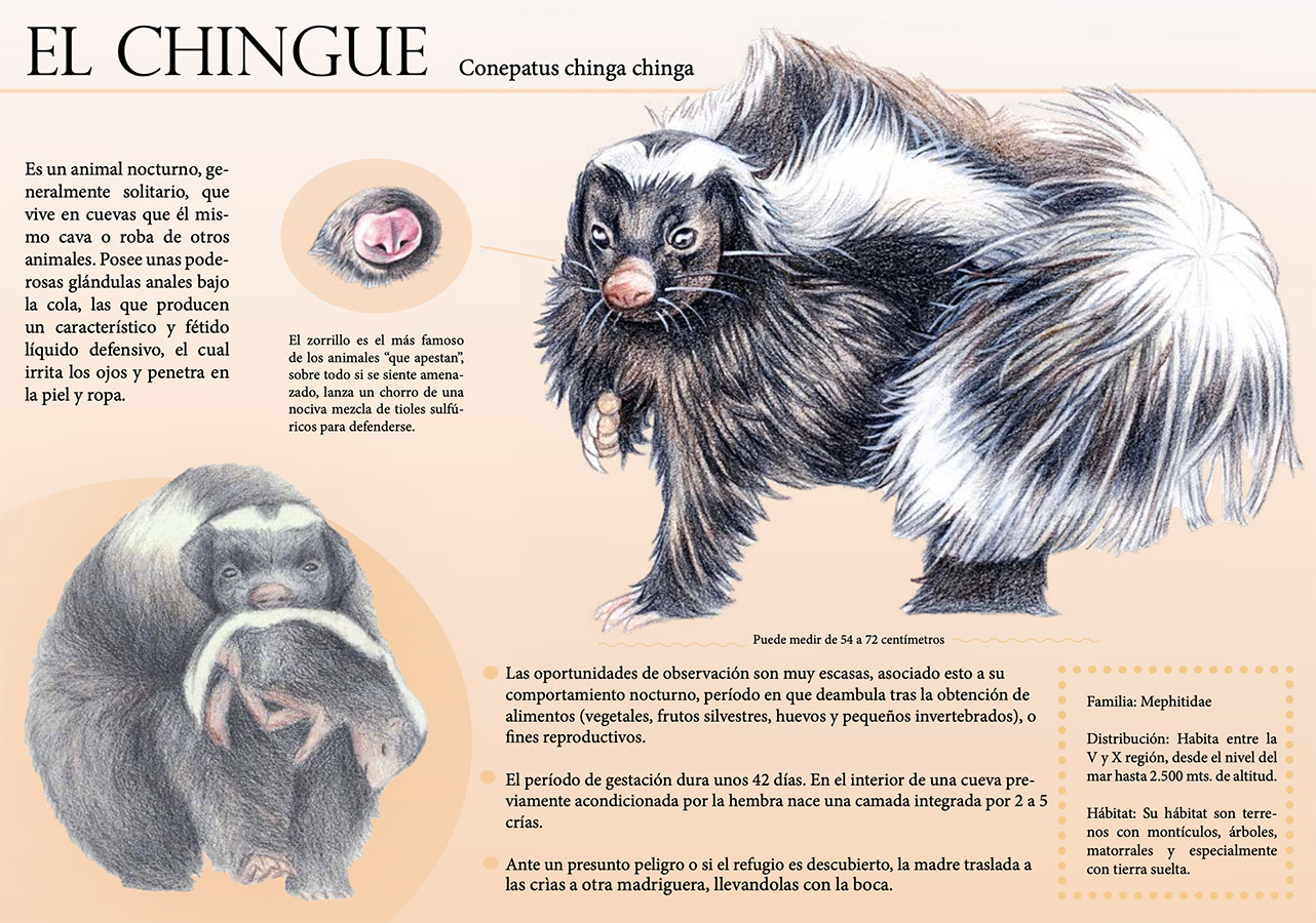 Ilustraciones Flora y Fauna – Fundación Áreas Protegidas