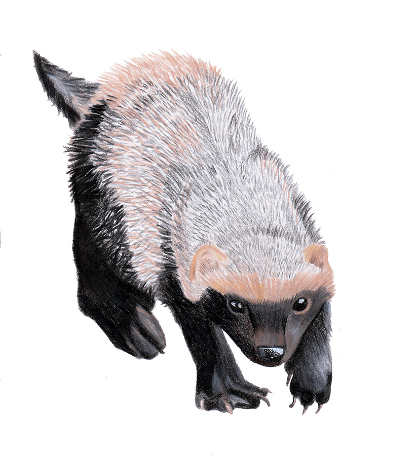 Ilustraciones Flora y Fauna – Fundación Áreas Protegidas