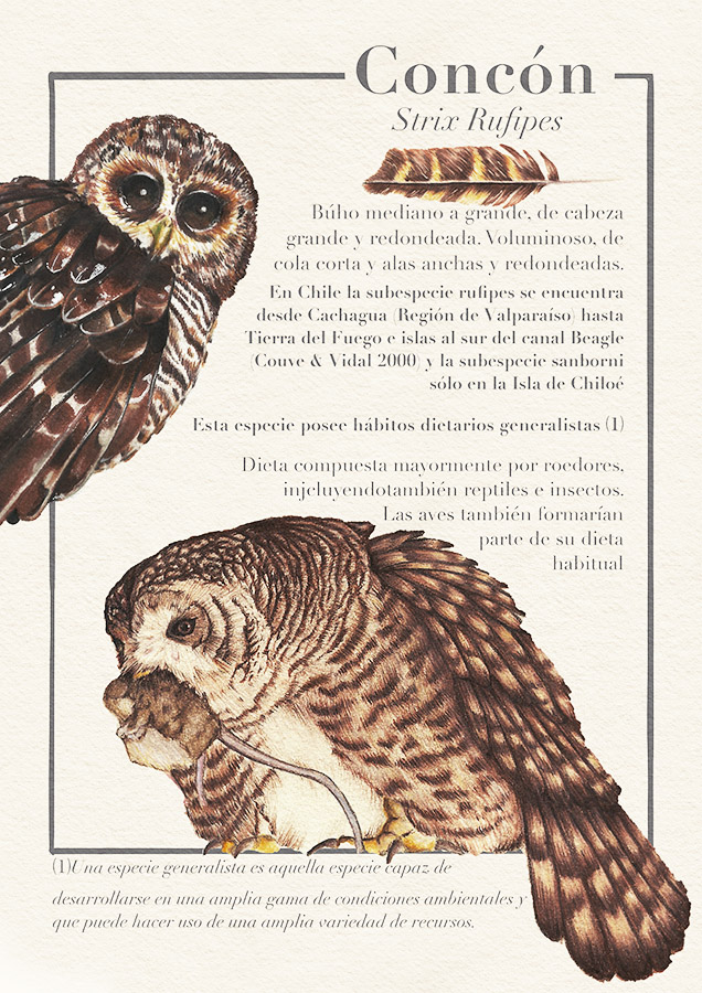 Ilustraciones Flora y Fauna – Fundación Áreas Protegidas