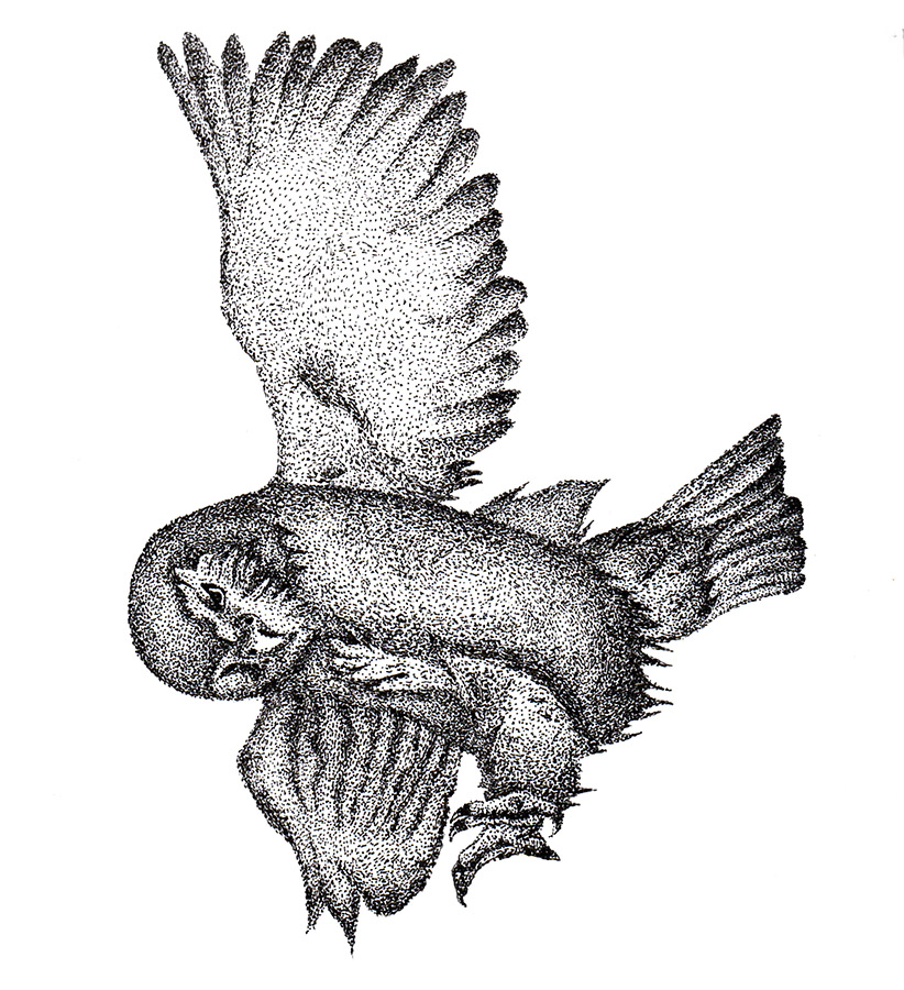 Ilustraciones Flora y Fauna – Fundación Áreas Protegidas