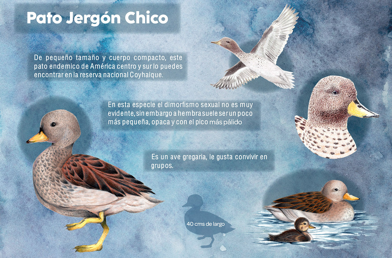 Ilustraciones Flora y Fauna – Fundación Áreas Protegidas