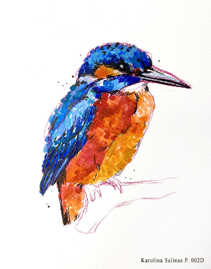 Ilustraciones Flora y Fauna – Fundación Áreas Protegidas