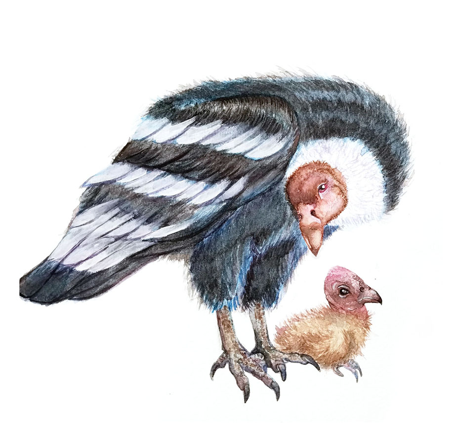 Ilustraciones Flora y Fauna – Fundación Áreas Protegidas