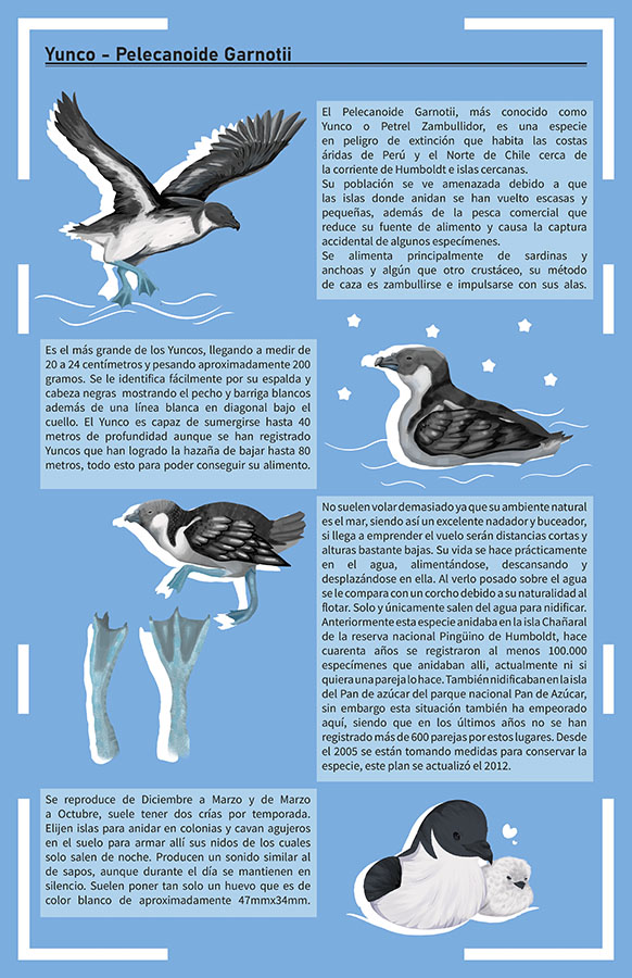 Ilustraciones Flora y Fauna – Fundación Áreas Protegidas