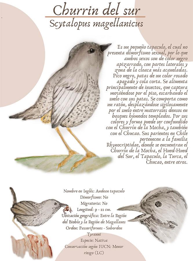 Ilustraciones Flora y Fauna – Fundación Áreas Protegidas