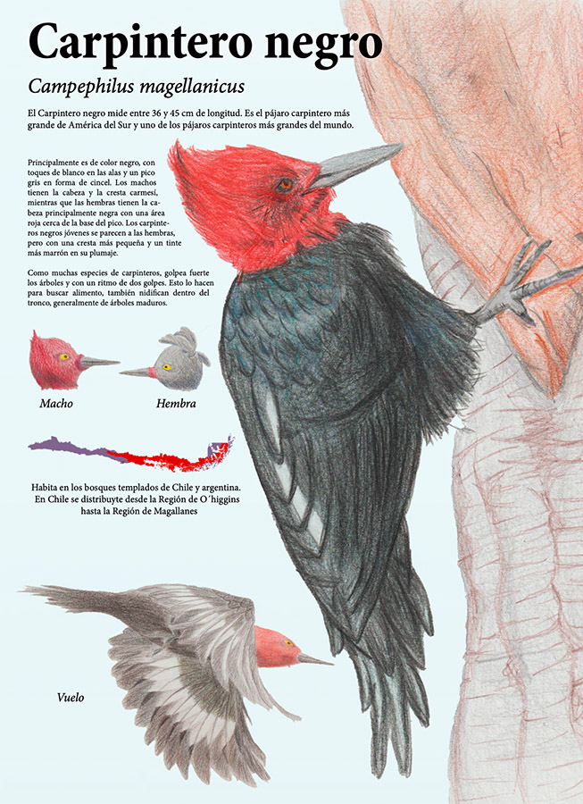 Ilustraciones Flora y Fauna – Fundación Áreas Protegidas