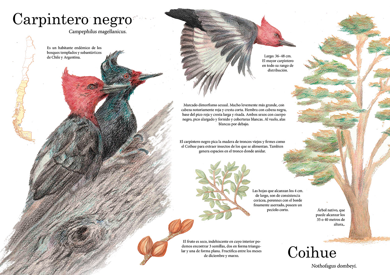 Ilustraciones Flora y Fauna – Fundación Áreas Protegidas