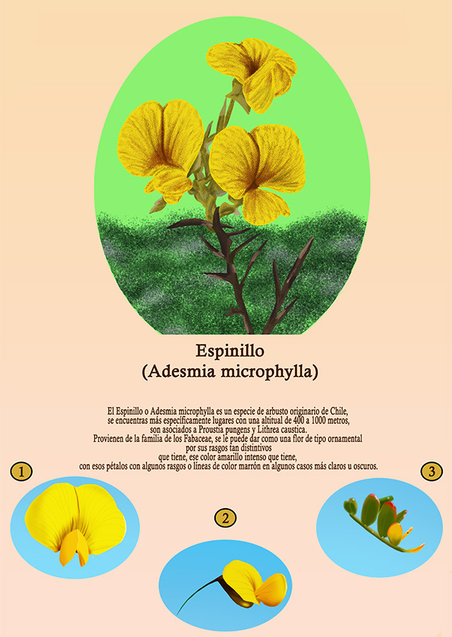 Ilustraciones Flora y Fauna – Fundación Áreas Protegidas